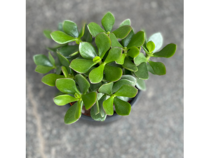 Naudas Koks( crassula) - Simbolika, Kop&scaron;ana un Vēsture