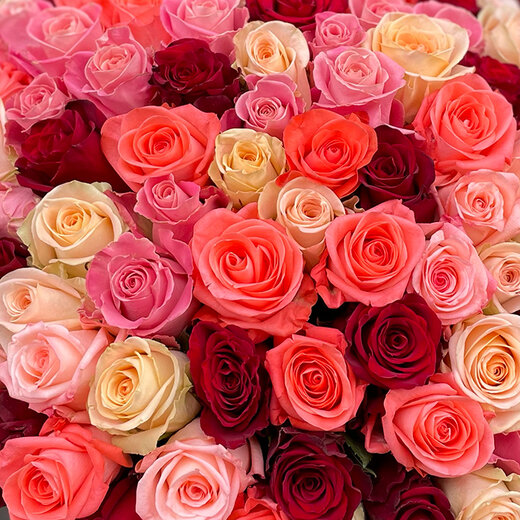 101 dažādu krāsu roze pu&scaron;ķī