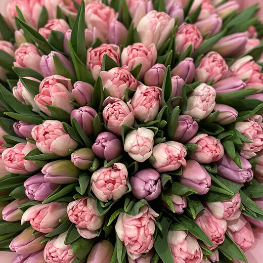 101 peony tulip