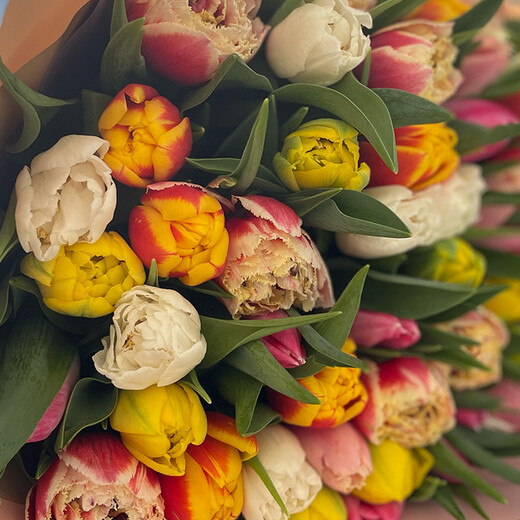 51 peony tulips