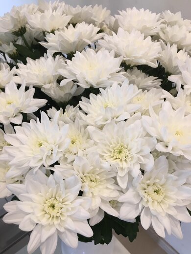 Krizantēmas baltas