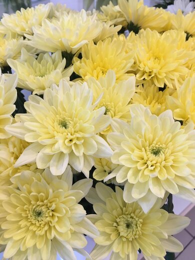 Krizantēmas dzeltenas