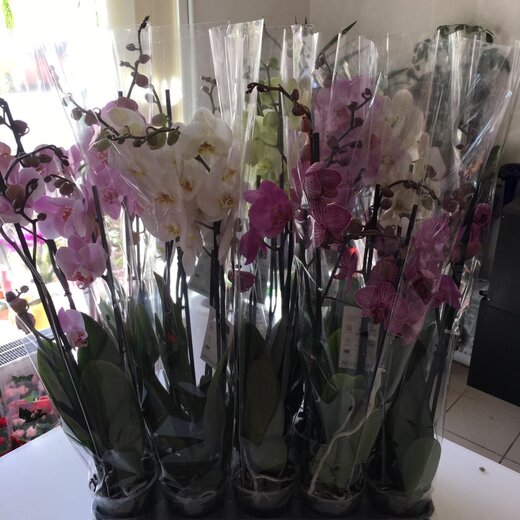 Orhideja dekoratīvā iepakojumā