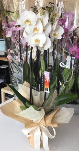 Orhideja dekoratīvā iepakojumā