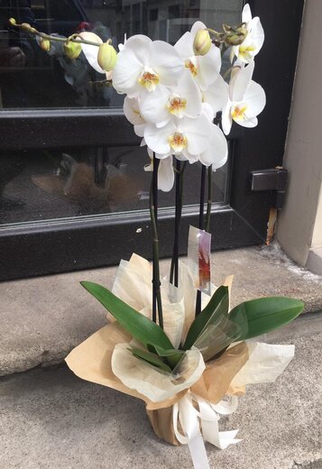 Orhideja dekoratīvā iepakojumā