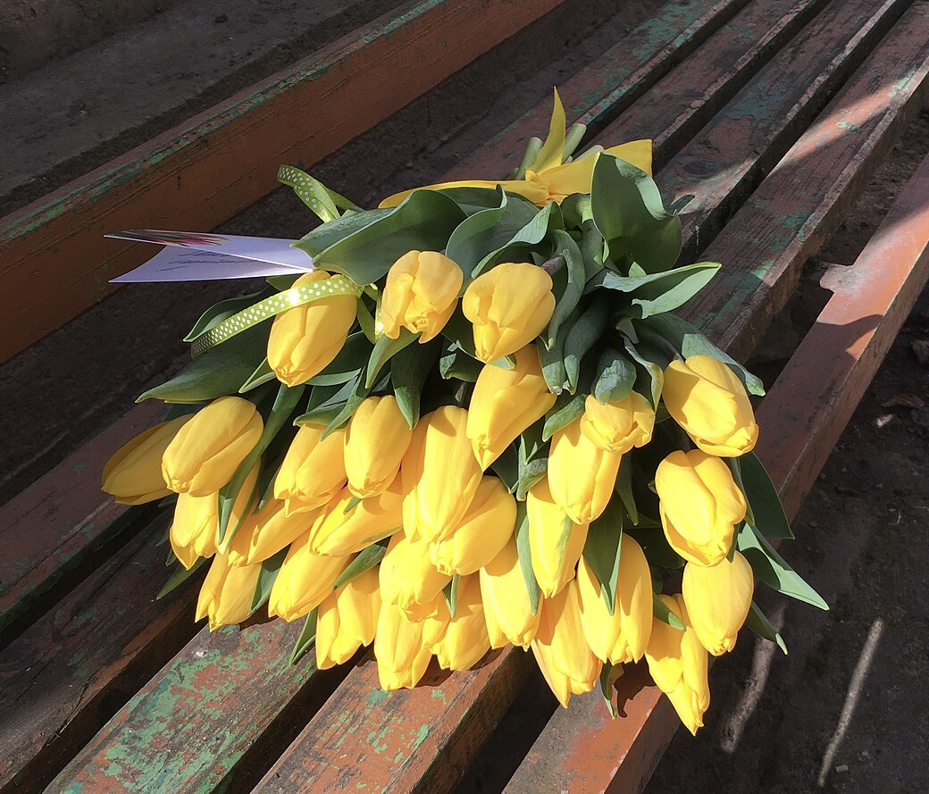 dzeltenas tulpes