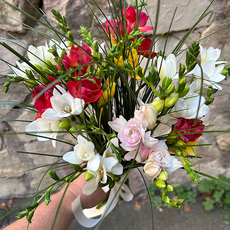 Frēzijas, dažādu krāsu mix