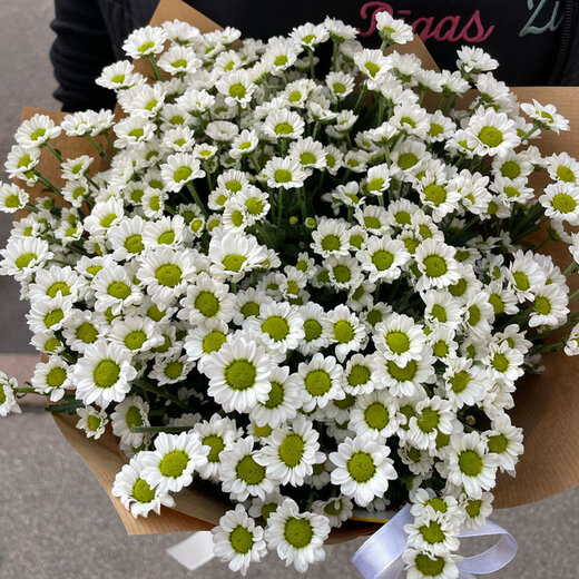 Krizantēmu pu&scaron;ķis Santini