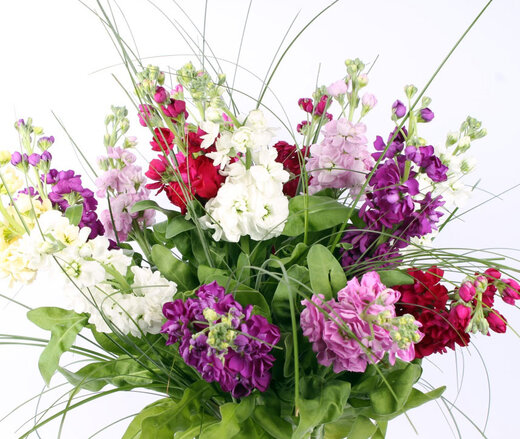 Dažādu krāsu smaržīgu lefkoju pu&scaron;ķis