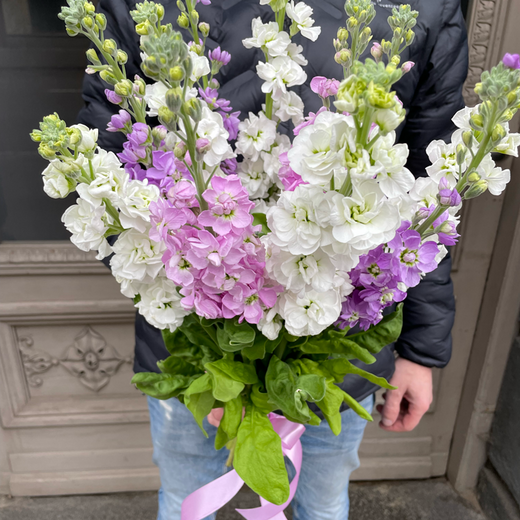 Matiolas (lefkojas),dažādu krāsu pu&scaron;ķis