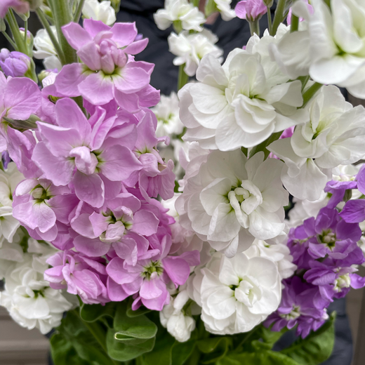 Matiolas (lefkojas),dažādu krāsu pu&scaron;ķis