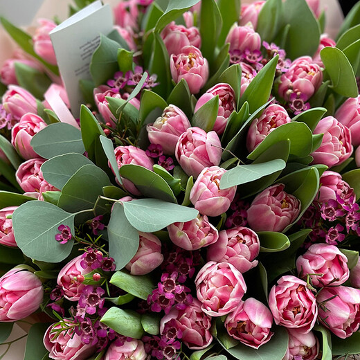 51 rozā tulpe ar vaska puķi un eikaliptu