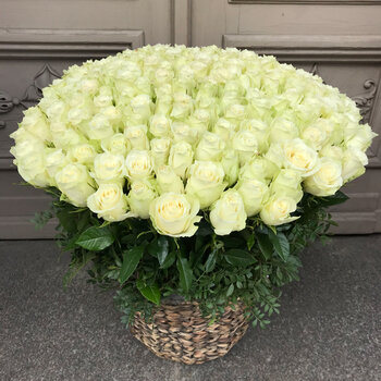 101 balta Athena roze grozā