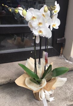 Orhideja dekoratīvā iepakojumā