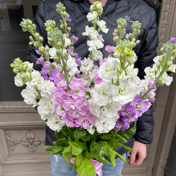 Dažādu krāsu smaržīgu lefkoju pu&scaron;ķis