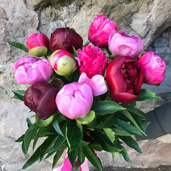 Latvijas peoniju mix