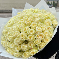 101 balta roze Avalanche