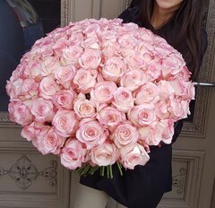 101 rozā Premium klases roze