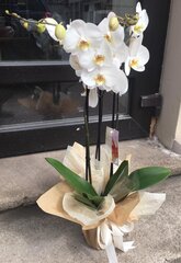 Orhideja dekoratīvā iepakojumā