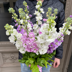 Dažādu krāsu smaržīgu lefkoju pu&scaron;ķis