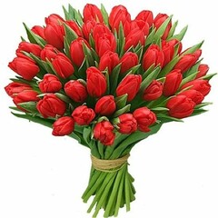 sarkanas tulpes